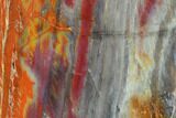 Colorful Petrified Wood (Araucarioxylon) Section - Arizona #133236-1